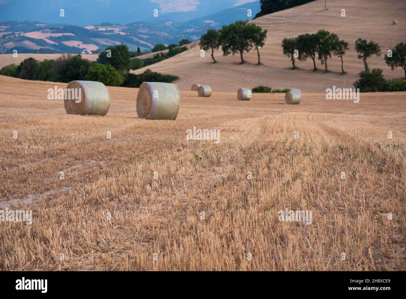 Rural landscape with hay bales in fields in countryside Stock Photo - Alamy