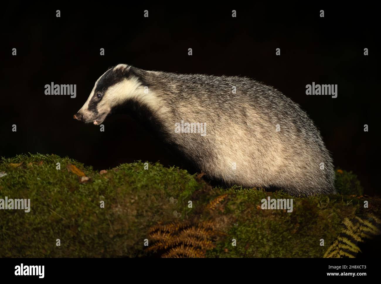 Close-up of an alert,  wild, native, European badger at night.  Facing left in ancient Caledonian Pine Forest, Glen Strathfarrar, Scotland, Scientific Stock Photo