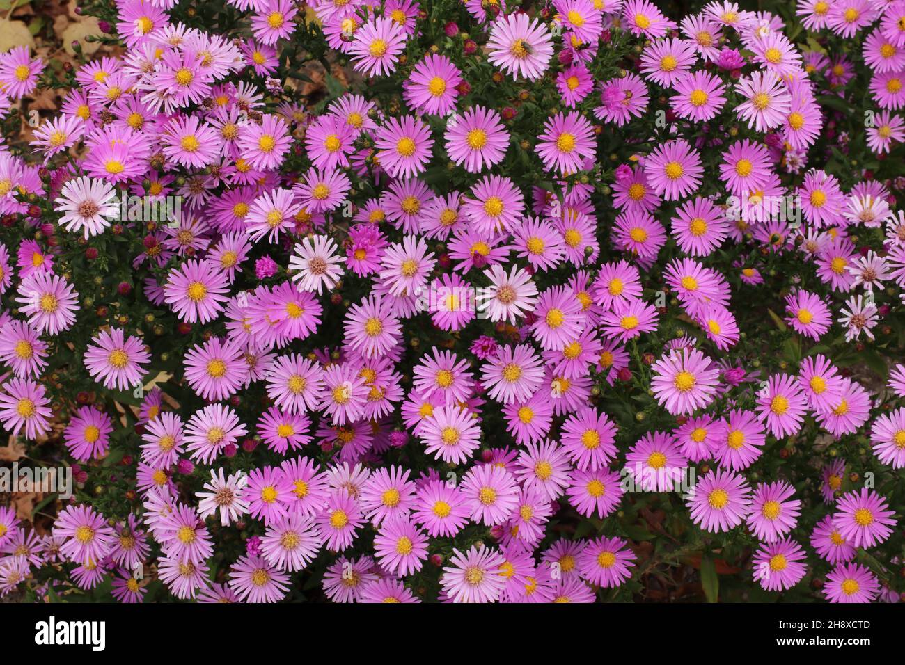 Pink Phlox subulata, spring flowers. Copy space. Stock Photo