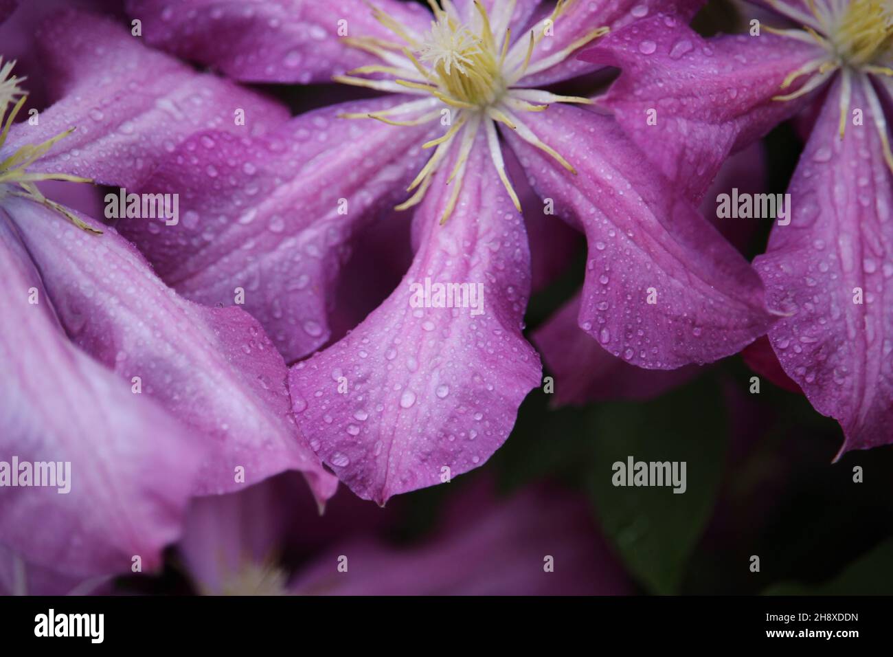 Clematis flower after the rain closeup Stock Photo
