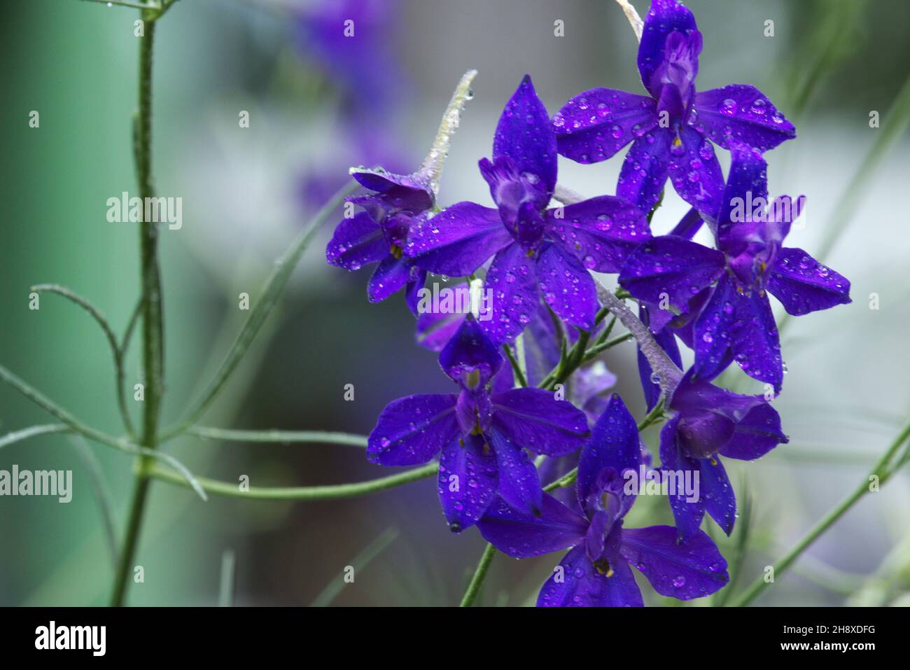 Pink wild delphinium after the rain. Copy space. Stock Photo