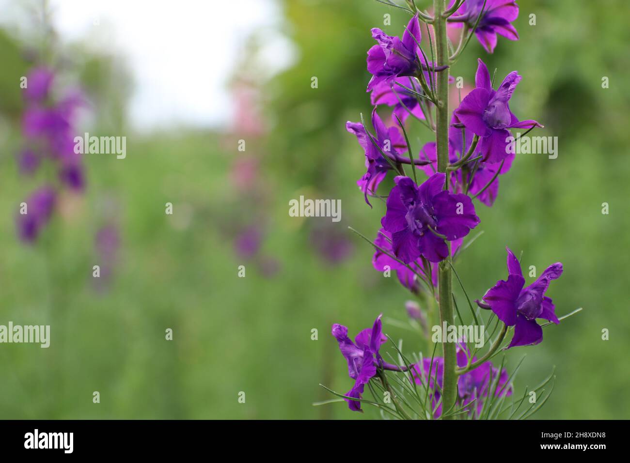 Wild blue larkspur delphinium hi-res stock photography and images - Alamy