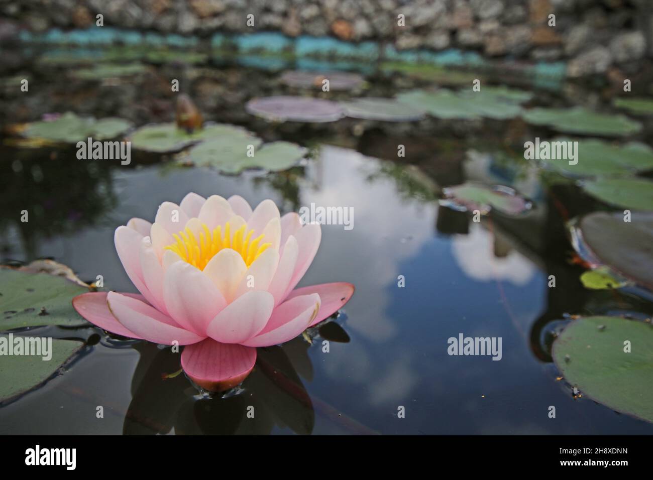 Tropical lily hires stock photography and images Alamy