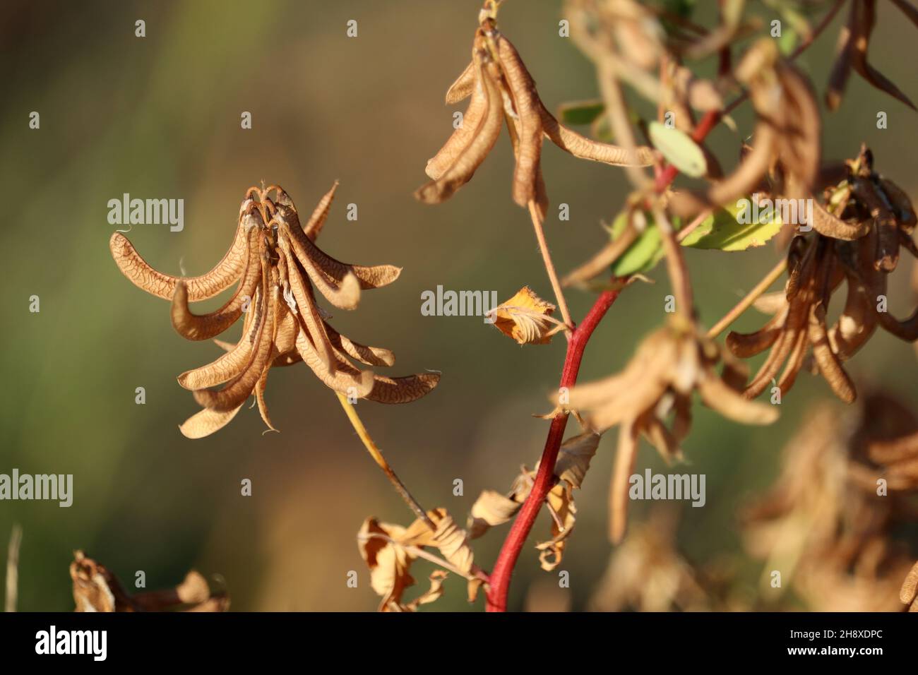 Dry fenugreek seeds on a bush. Selective focus. Stock Photo