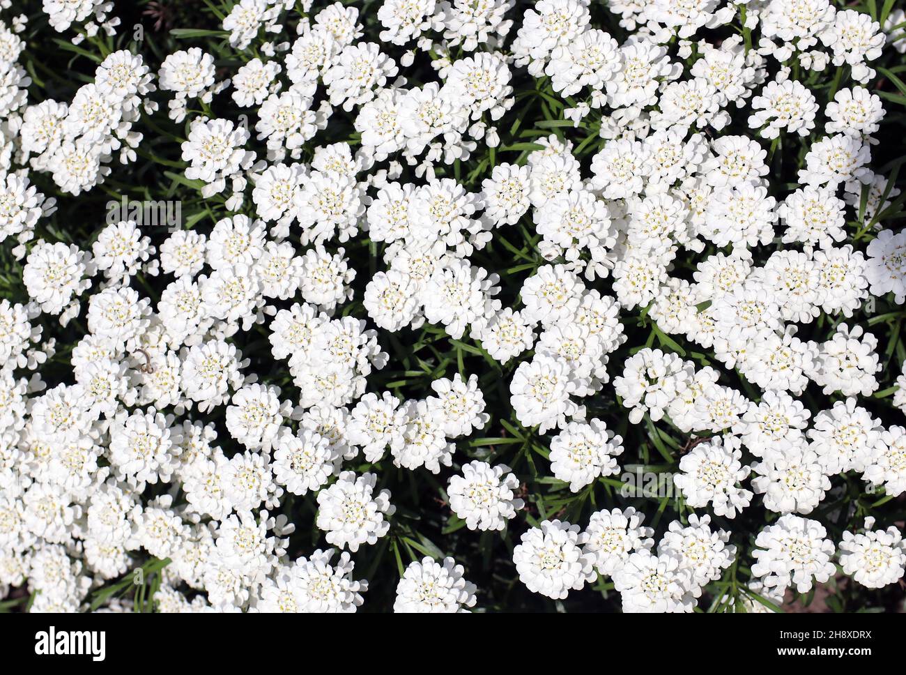 White flower Iberis. Candytuft (Iberis amara - Iberis sempervirens, multiple flowers Stock Photo