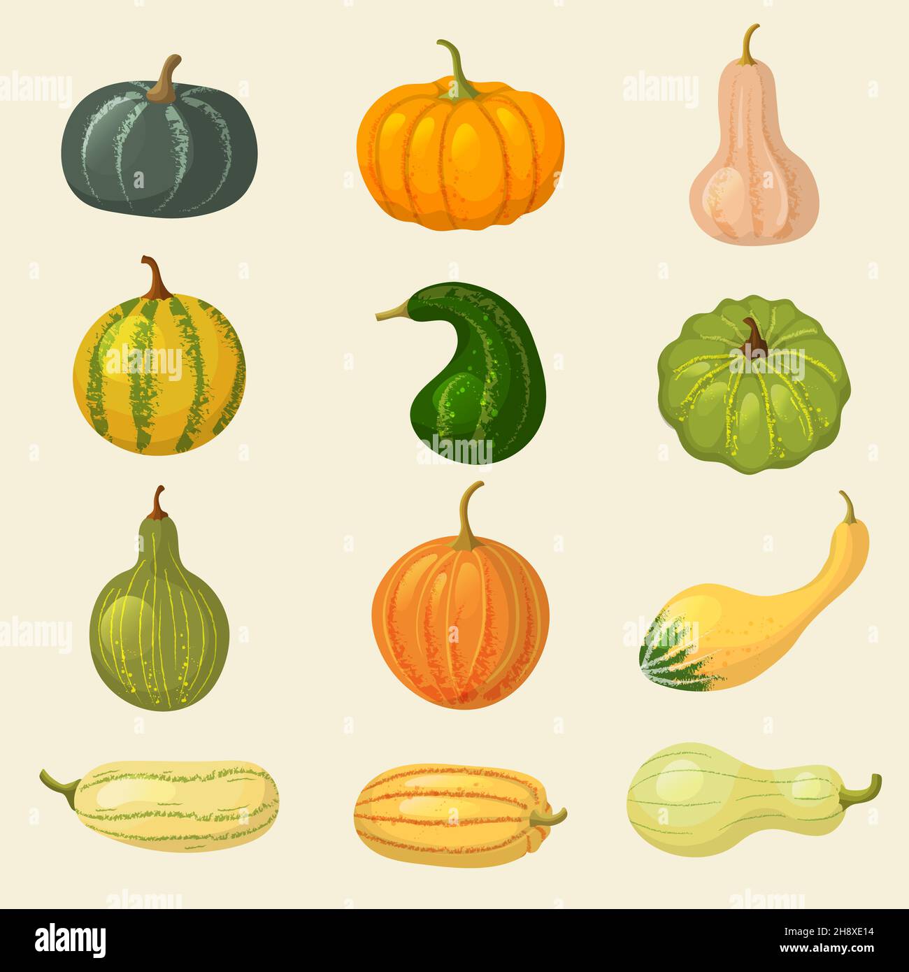 Squash. Vegetable organic plants autumn eating pumpkin tasty healthy food recent vector cartoon collection Stock Vector