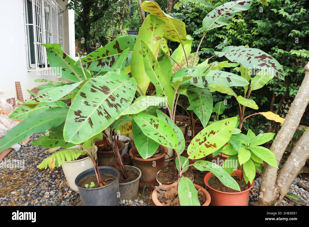 banana plant, blood banana or Musa acuminata or Musa balbisiana plant Stock Photo