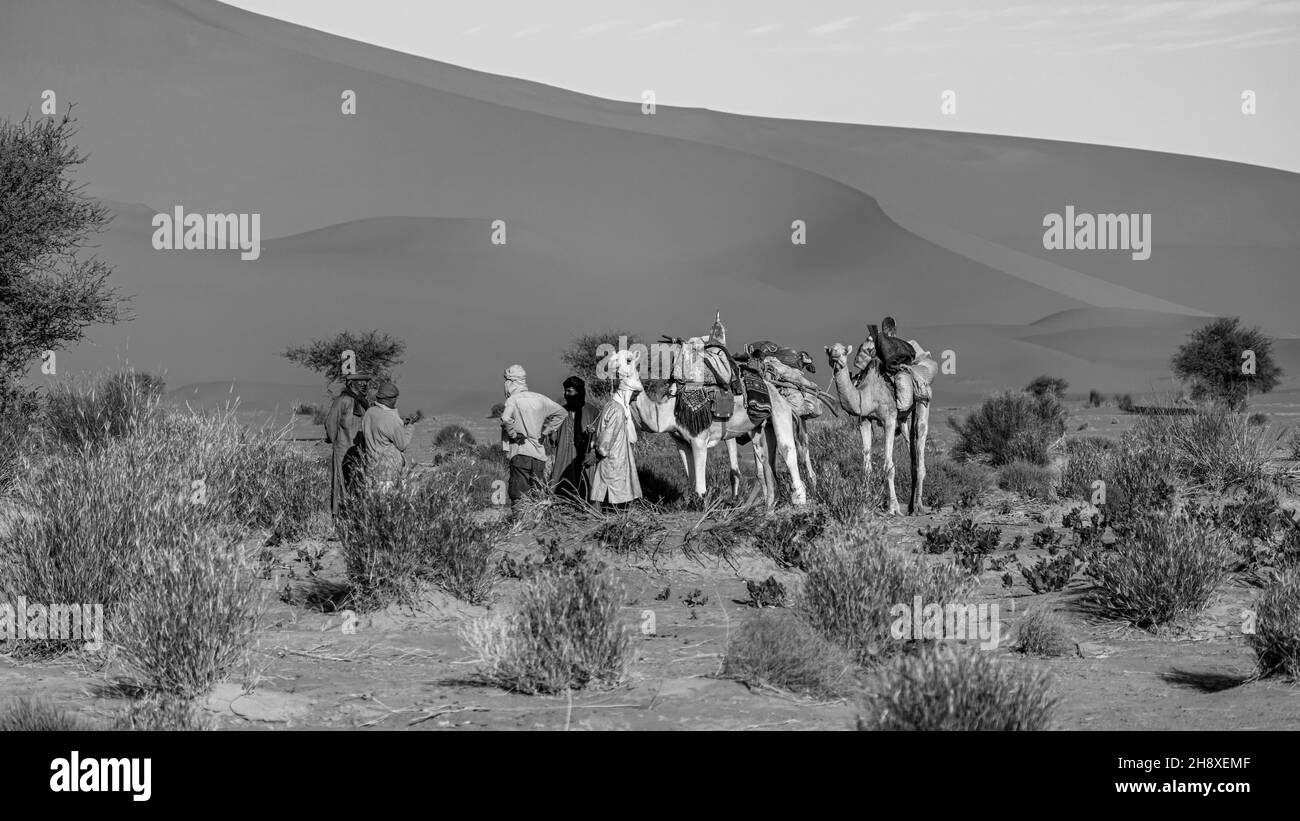 a caravan in the desert of sahara in algeria Stock Photo