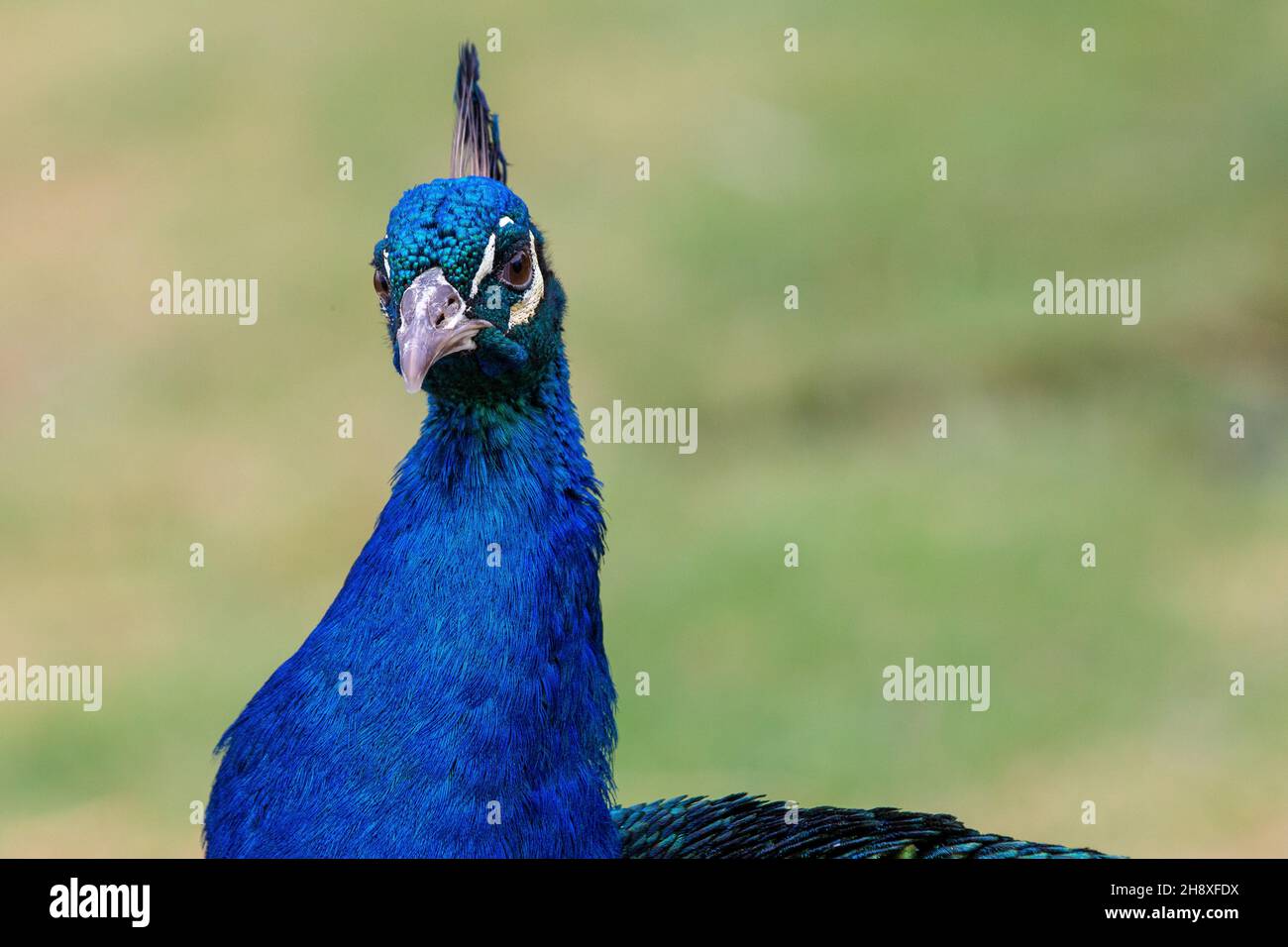 Blue Peacock Close Up Stock Photo