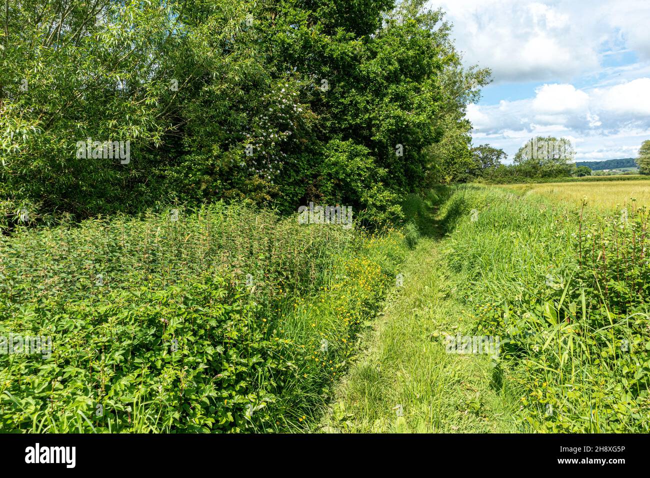A public footpath beside the disused Coombe Hill Canal, Wainlode, Gloucestershire UK Stock Photo