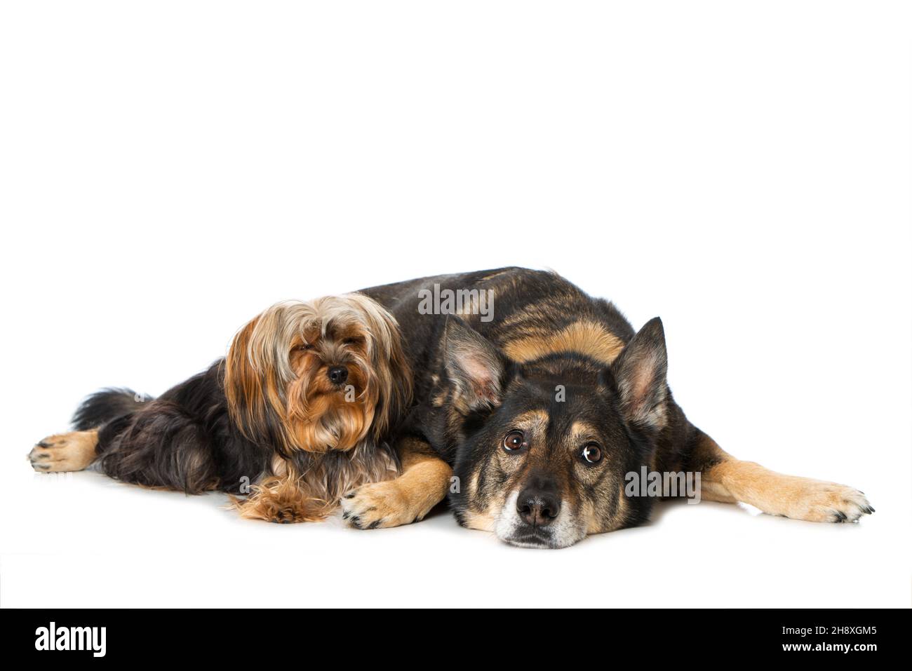 Two dogs isolated on white background Stock Photo - Alamy