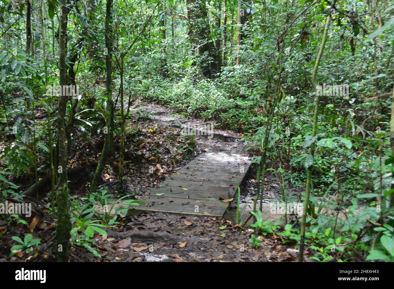 Nature, Pongara national park, Gabon , Central Africa Stock Photo