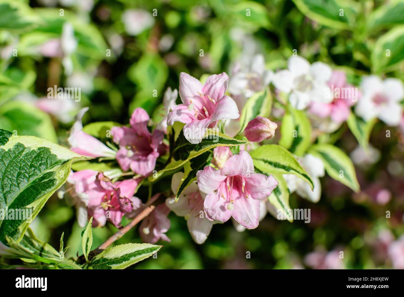 Close up of vivid pink and white Weigela florida plant with flowers in full bloom in a garden in a sunny spring day, beautiful outdoor floral backgrou Stock Photo