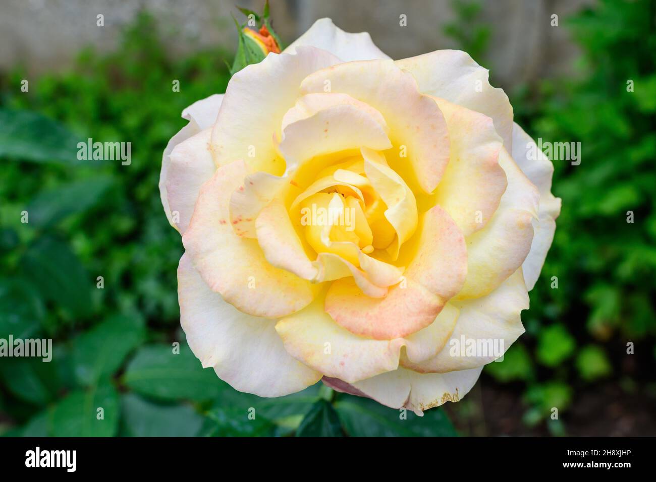 Large green bush with one fresh vivid yellow rose and green leaves in a garden in a sunny summer day, beautiful outdoor floral background photographed Stock Photo