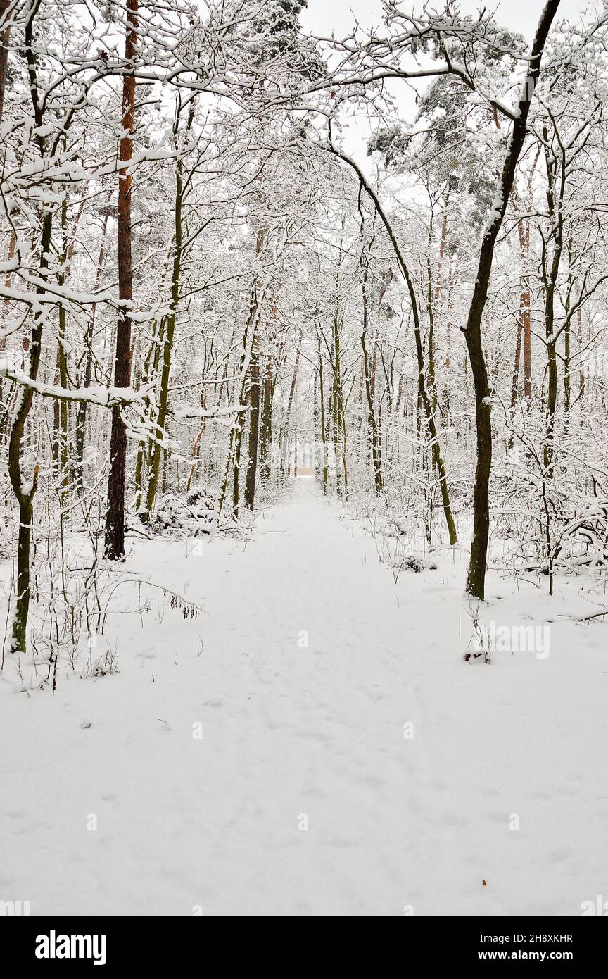 Snow-covered road in the forest among trees and snow on a frosty winter ...