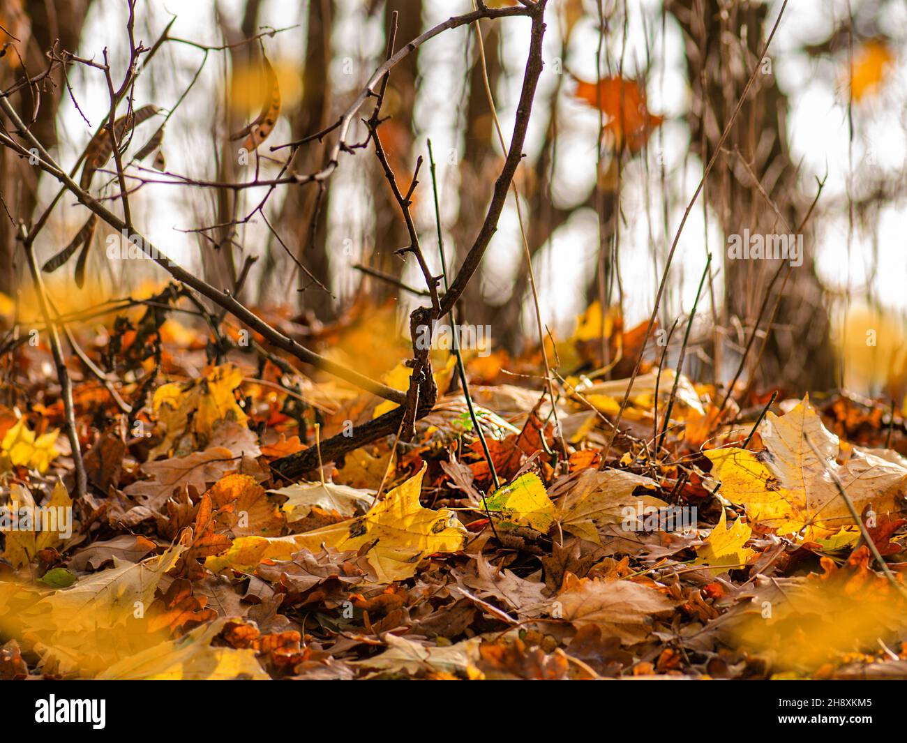 Colored autumn leaves in sunny warm forest. Beautiful autumn seasonal leaves on the ground in forest. Stock Photo