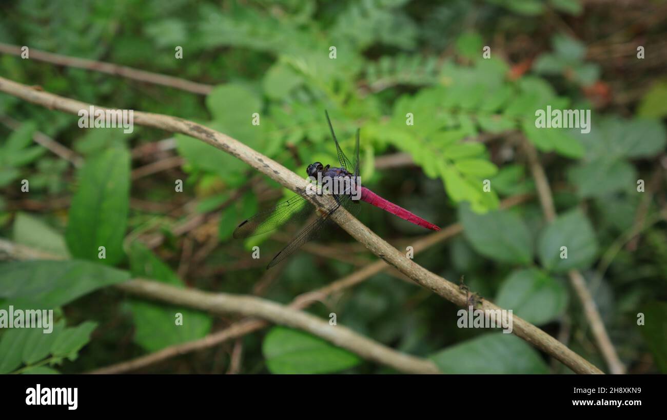 Angle view of a red tailed pennant (Brachymesia furcata) dragonfly perched on top of a dry stem Stock Photo