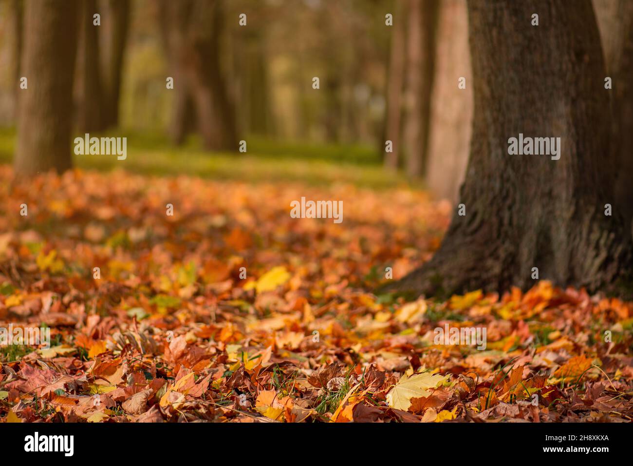 Colorful texture of autumn leaf. Top view with copy space. Autumn leaf background flat lay. Autumn leaf texture background top view. Space for text. Stock Photo
