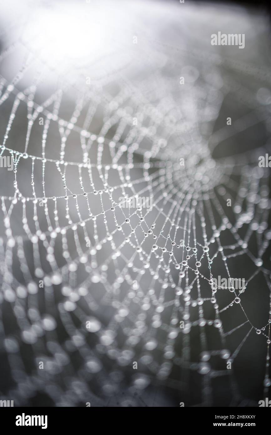 detail of a spider web wet with raindrops Stock Photo