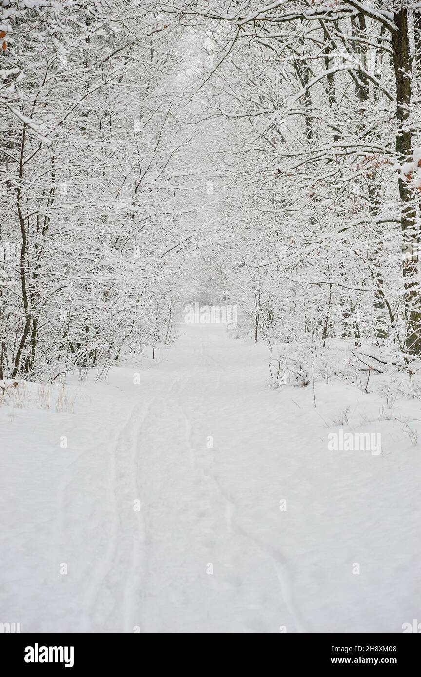 Snow-covered road in the forest among trees and snow on a frosty winter ...