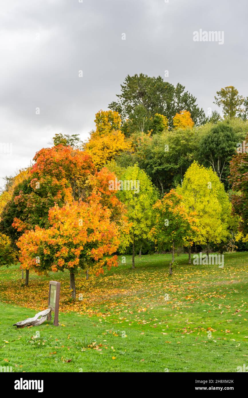 Colorful autumn trees in a West Seattle park Stock Photo - Alamy
