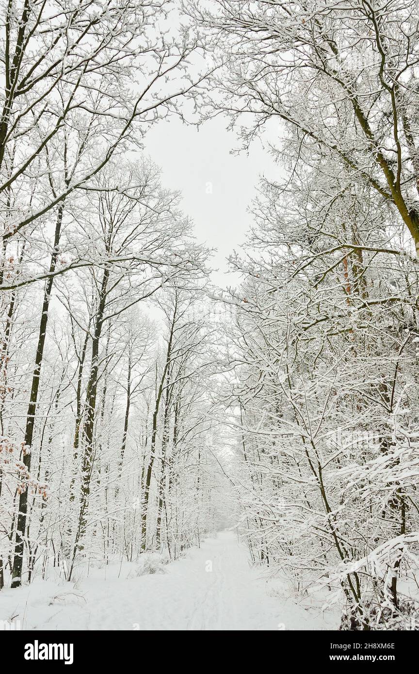 Snow-covered road in the forest among trees and snow on a frosty winter ...