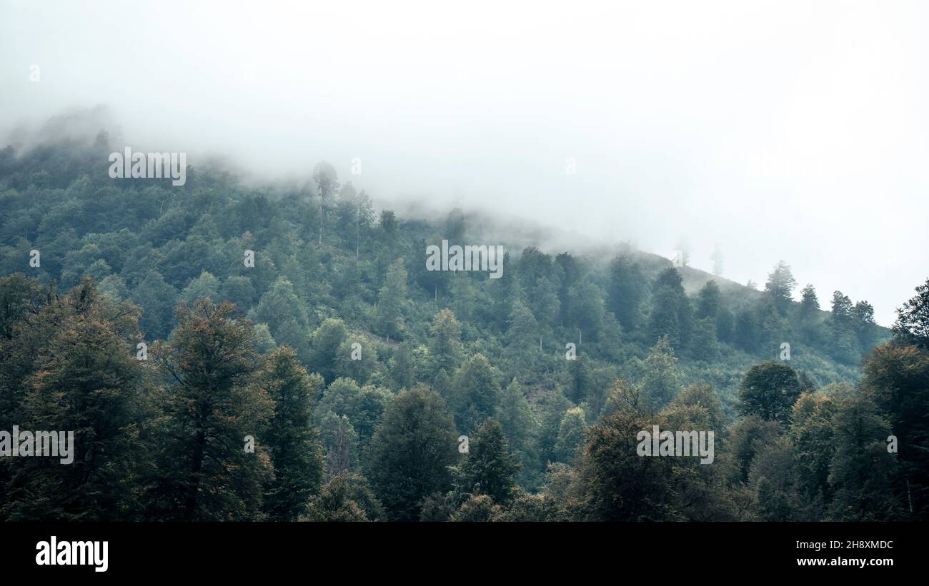 Misty landscape fir forest hi-res stock photography and images - Alamy