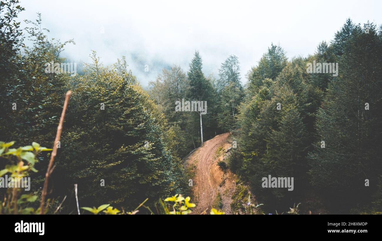Mystic foggy forest road hi-res stock photography and images - Alamy