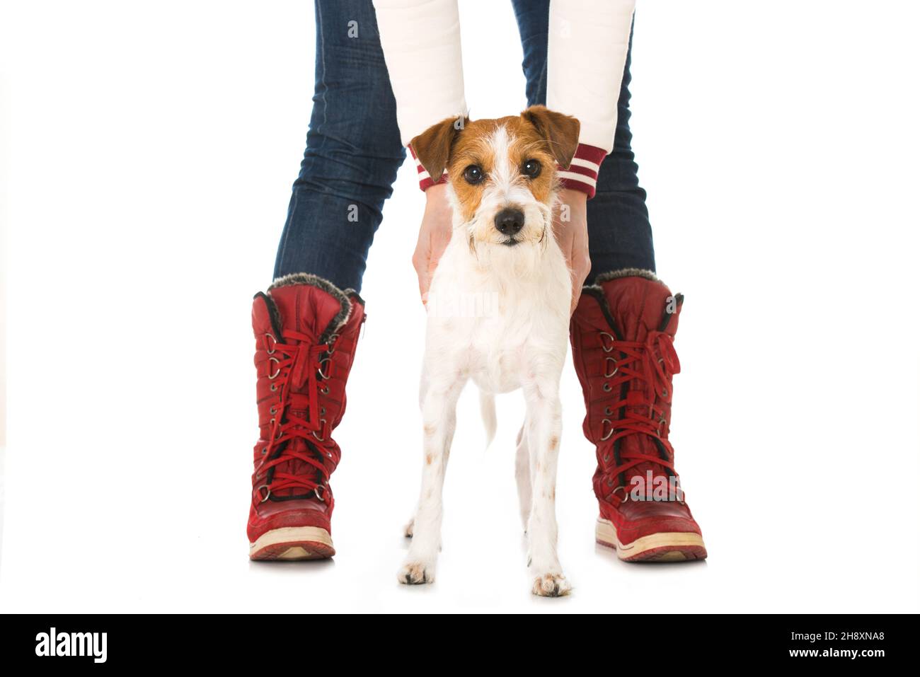 Lovely dog between human legs isolated on white Stock Photo Alamy