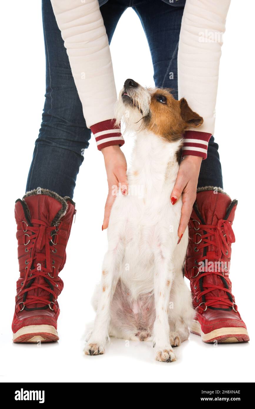 Lovely dog between human legs isolated on white Stock Photo Alamy