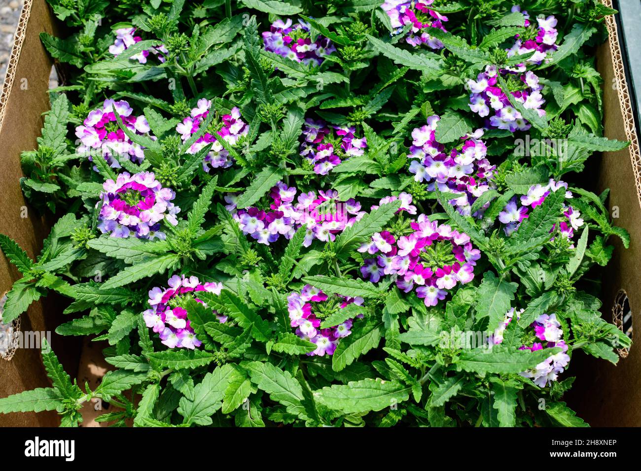 Many delicate vivid pink and white flowers of Verbena Hybrida Nana Compacta plant in small garden pots displayed for sale at a market in a sunny summe Stock Photo