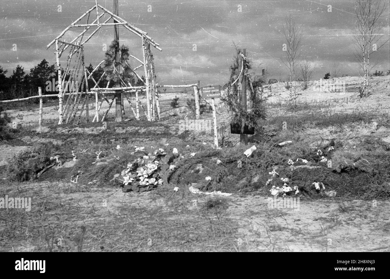 Warszawa, Palmiry, 1946-04-18. W latach 1939-41 na polanie w Palmirach hitlerowcy dokonywali masowych egzekucji Polaków i ¯ydów. Nz. prowizoryczne, drewniane krzy¿e w miejscu egzekucji. ps/ms  PAP/Stanis³aw D¹browiecki      Warsaw-Palmiry, April 18, 1946. In 1939-1941 the Nazis mass-executed Poles and Jews on a field in Palmiry by Warsaw. Pictured: makeshift wooden crosses mark the execution site.  ps/ms  PAP/Stanislaw Dabrowiecki Stock Photo