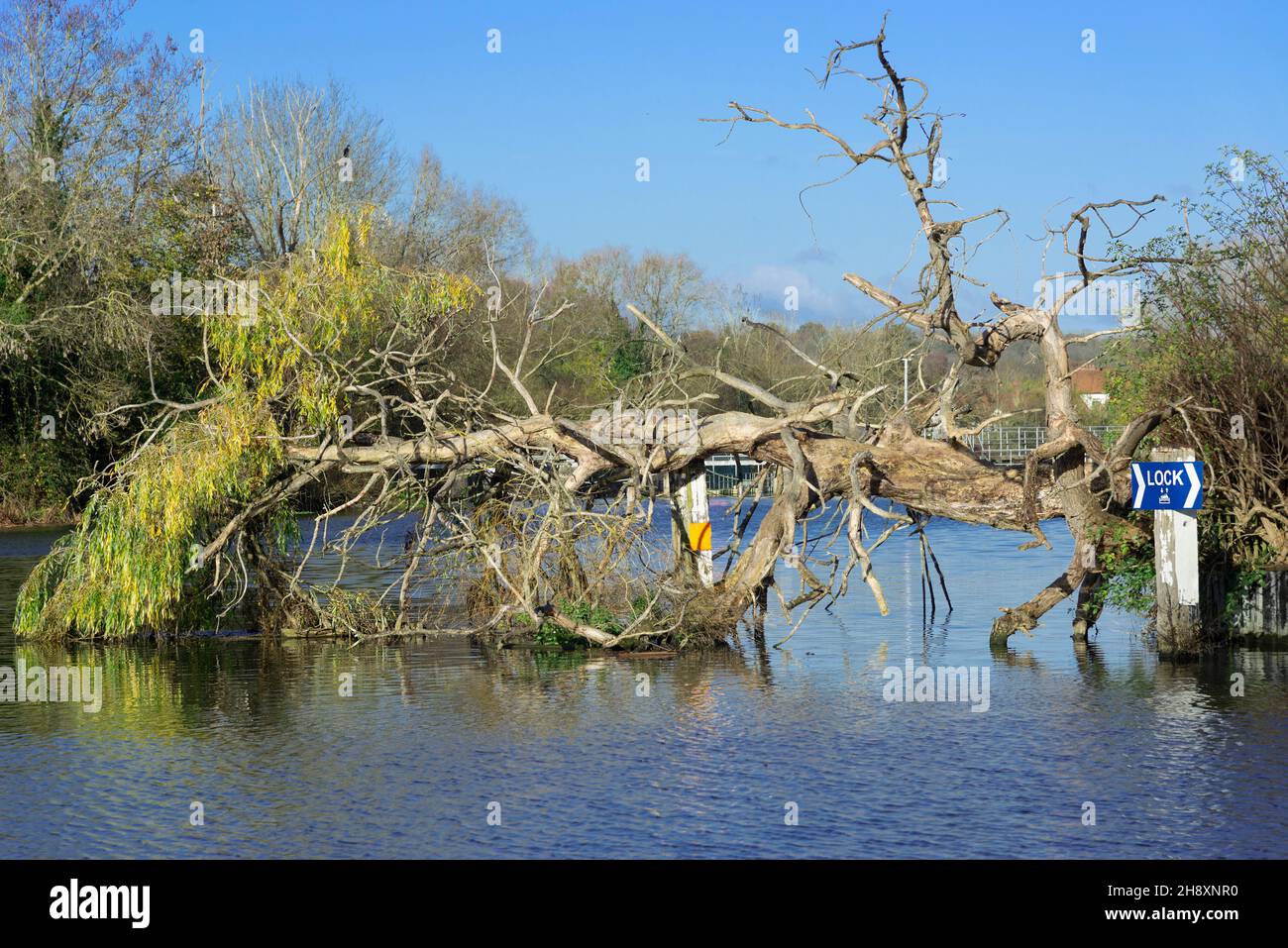 Fallen tree obstructing part of the River Thames, at Sonning-on-Thames, Berkshire, England, UK Stock Photo