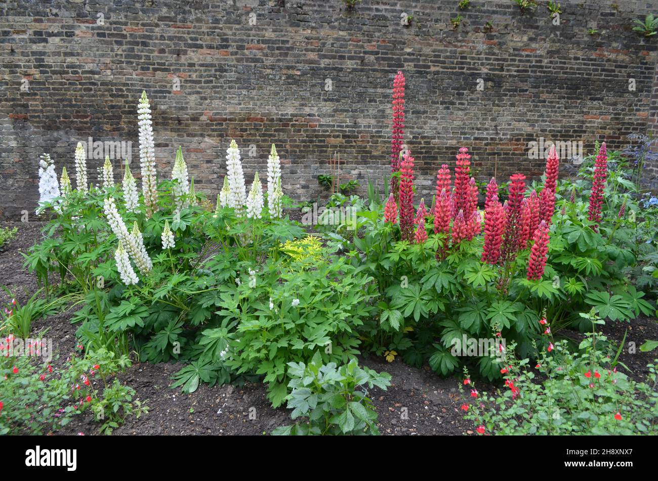 Close up of red and white flowers of Lupinus, known as lupin or lupine, in full bloom and green grass in a sunny spring garden, beautiful outdoor flor Stock Photo