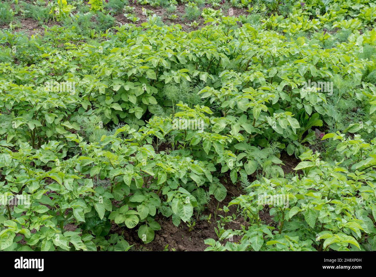Potato leaves hires stock photography and images Alamy
