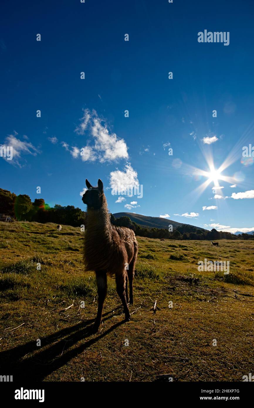 llama, alpaca Andean landscape, ecuadorian blue sky Stock Photo