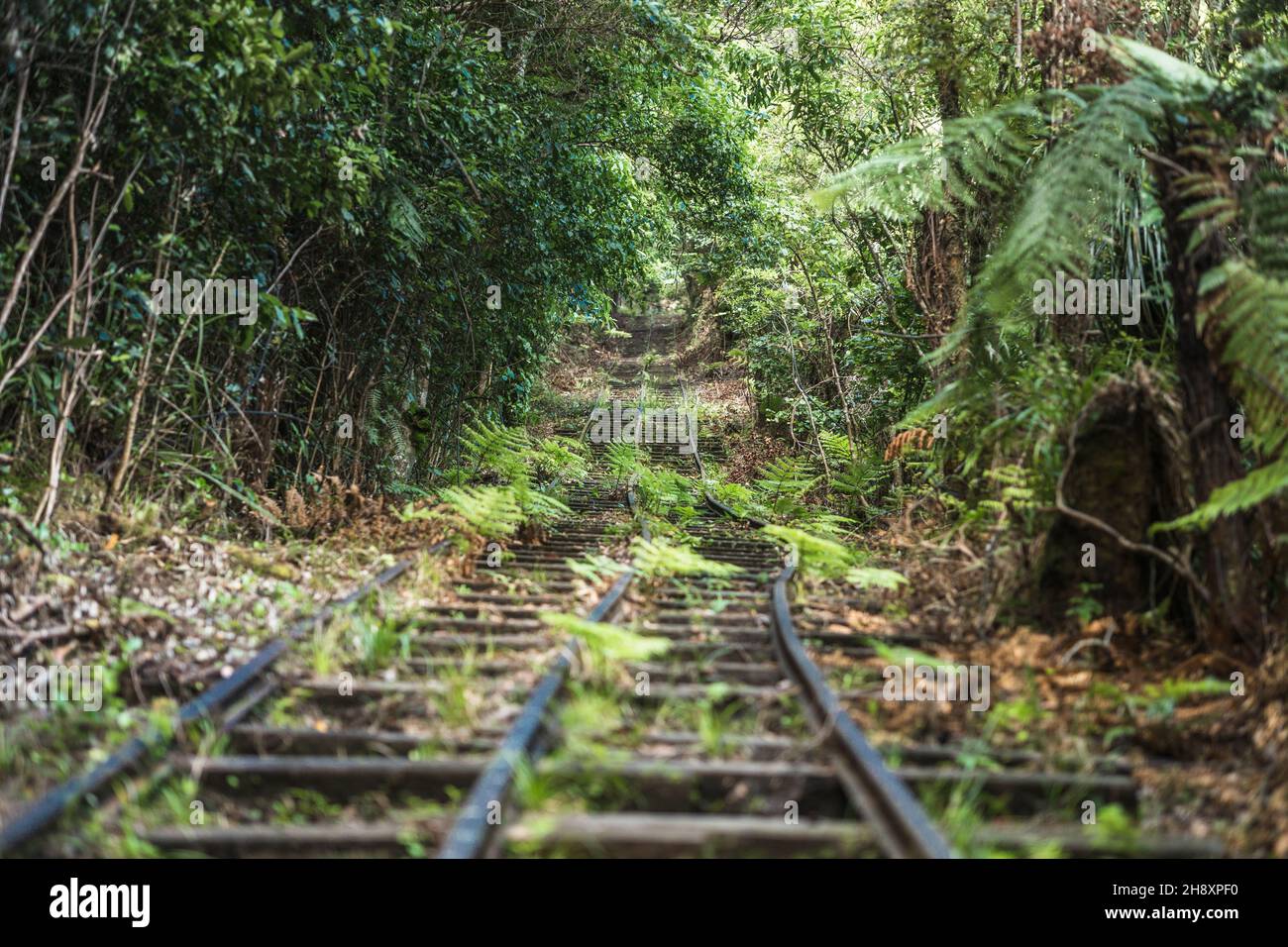 Abandoned railroad track, Te Aroha Mountain Gold Mining Walking Track, New Zealand Stock Photo