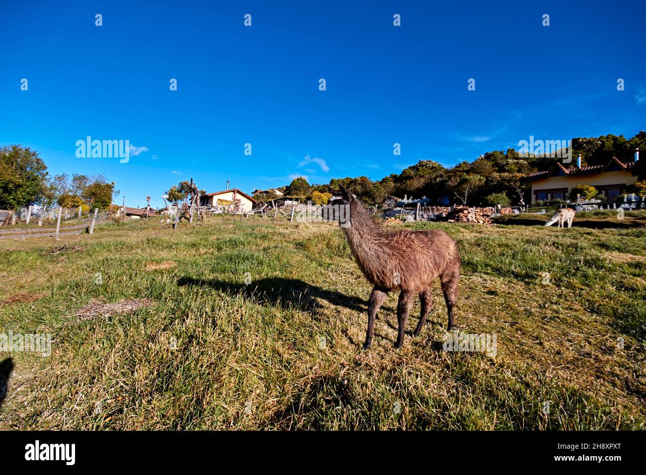 llama, alpaca Andean landscape, ecuadorian blue sky Stock Photo