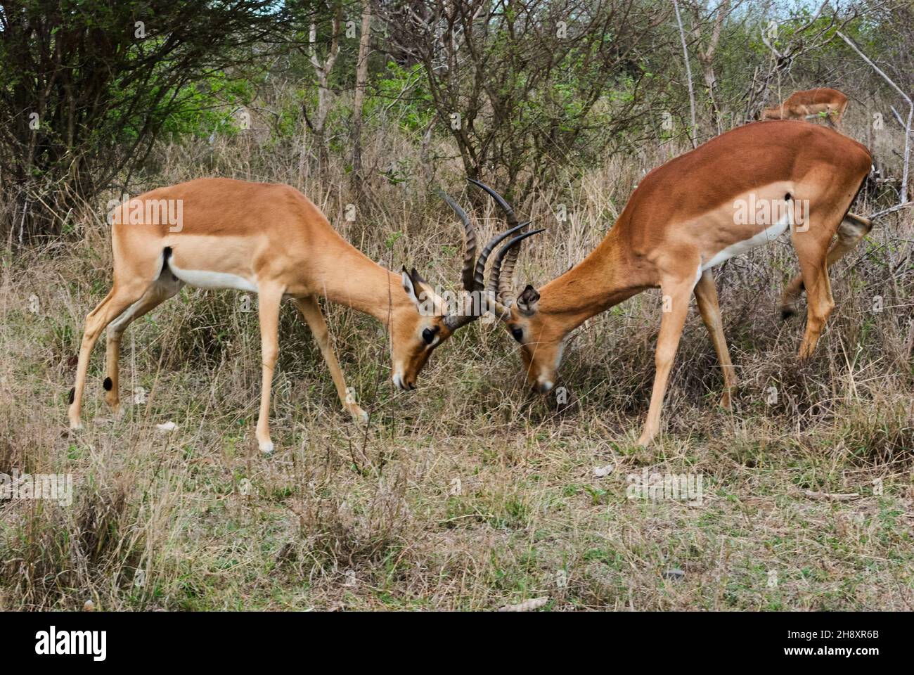 The impala, Aepyceros melampus, is a medium sized antelope found in eastern and southern Africa. Two rams fighting each other with their horns Stock Photo