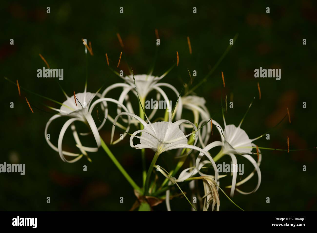 Green-Tinge Spiderlily  (Hymenocallis speciosa), in blossom against a dark background Stock Photo