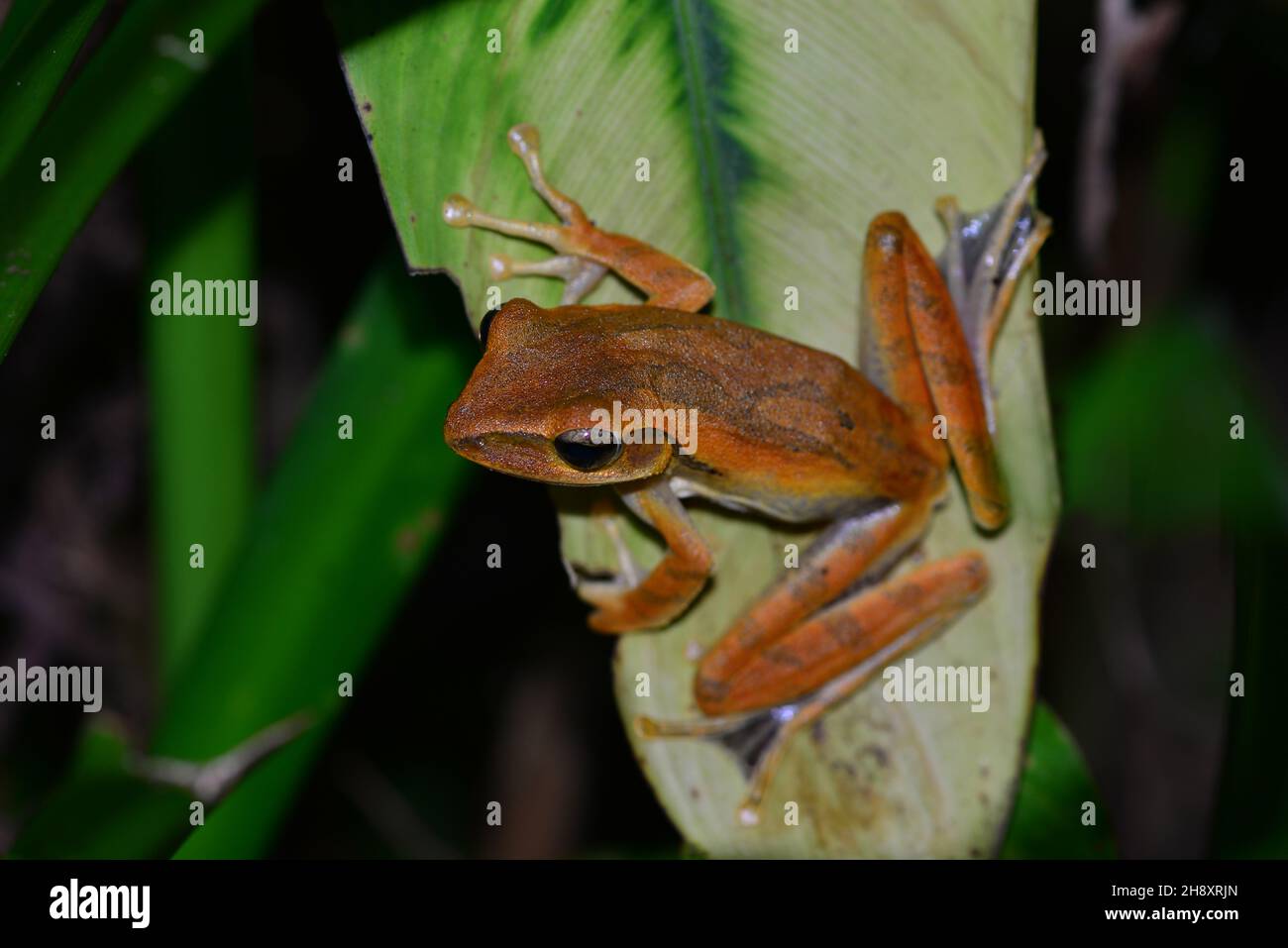 Common Asian Tree Frog (Polypedates leucomystax). Khao Sok National Park, Thailand Stock Photo