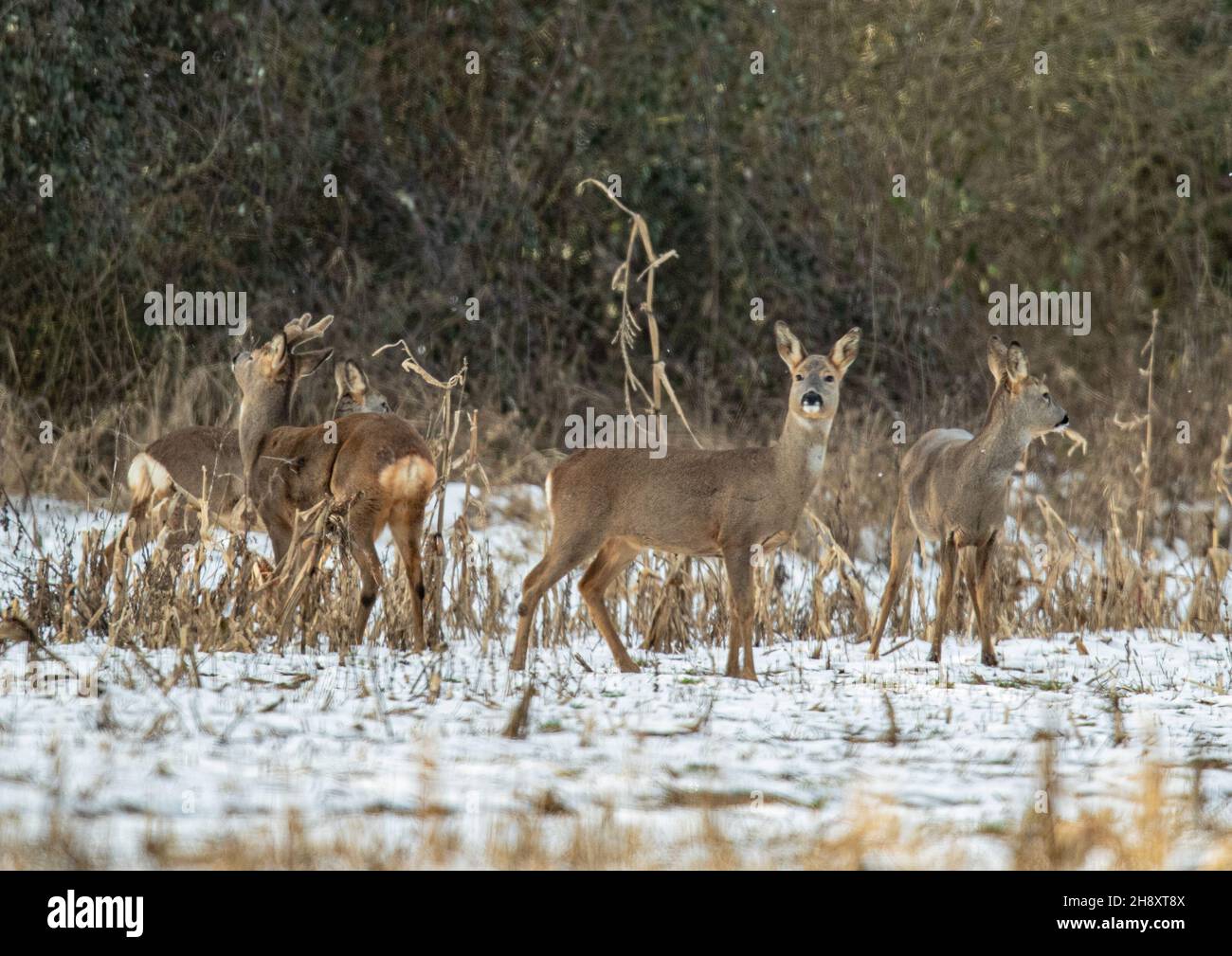 A mixed group of four Roe Deer , bucks and does, foraging in the game cover in the snow. Suffolk, UK Stock Photo
