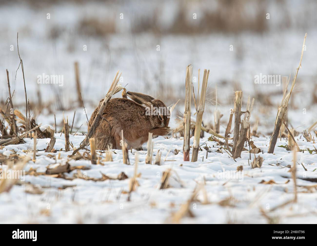 A wintry scene with a Brown Hare washing it's face in the snow covered game cover . Suffolk, UK Stock Photo