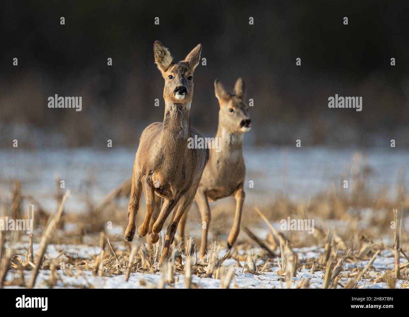 A pair of Roe Deer, leaping and bounding straight towards the camera in the snow. Suffolk, UK. Stock Photo