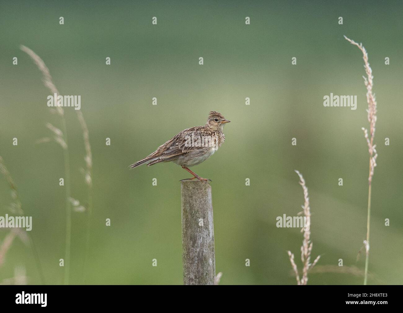 A bright eyed Skylark sitting on a post  against a clear background framed by grasses on a Suffolk farm.  UK. Stock Photo