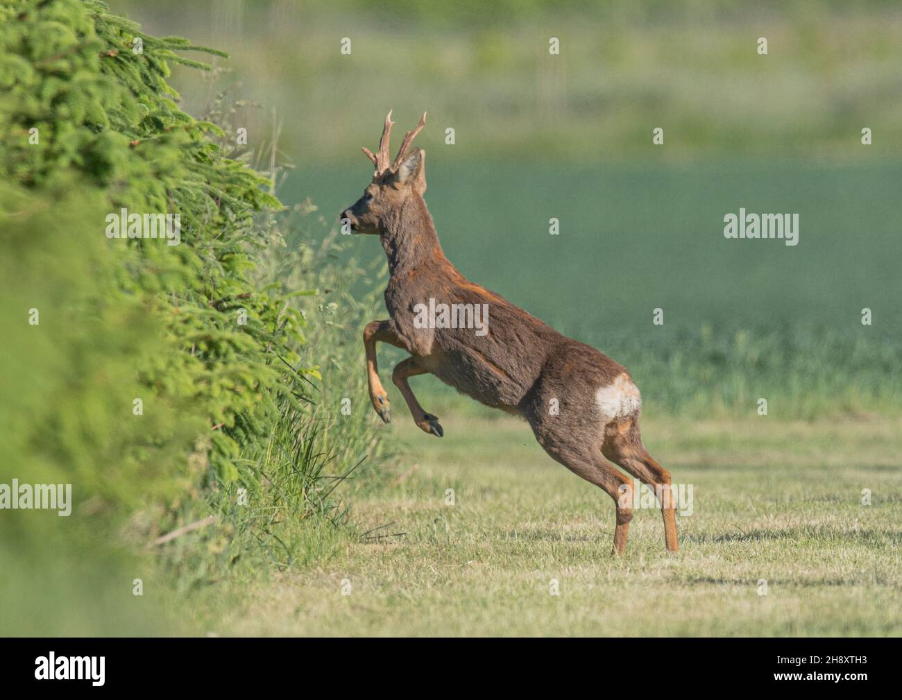 A Roe Buck  deer (Capreolus capreolus) , with full antlers leaping high into a plantation of Christmas trees. Suffolk, UK Stock Photo