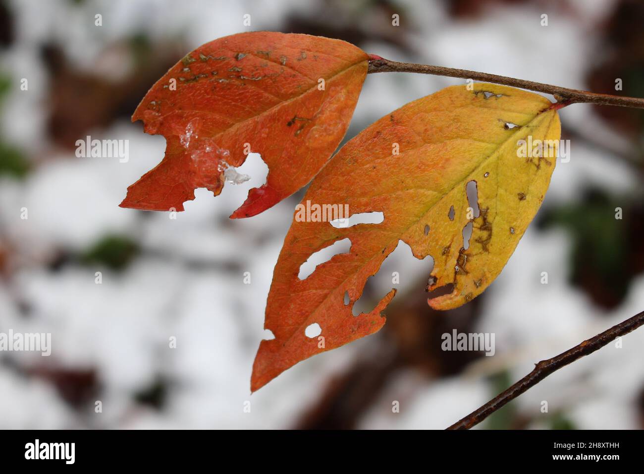Close-up of warmly coloured, tattered, autumn leaves still on the branch with a blurred snowy background (Uetliberg, Zurich) Stock Photo