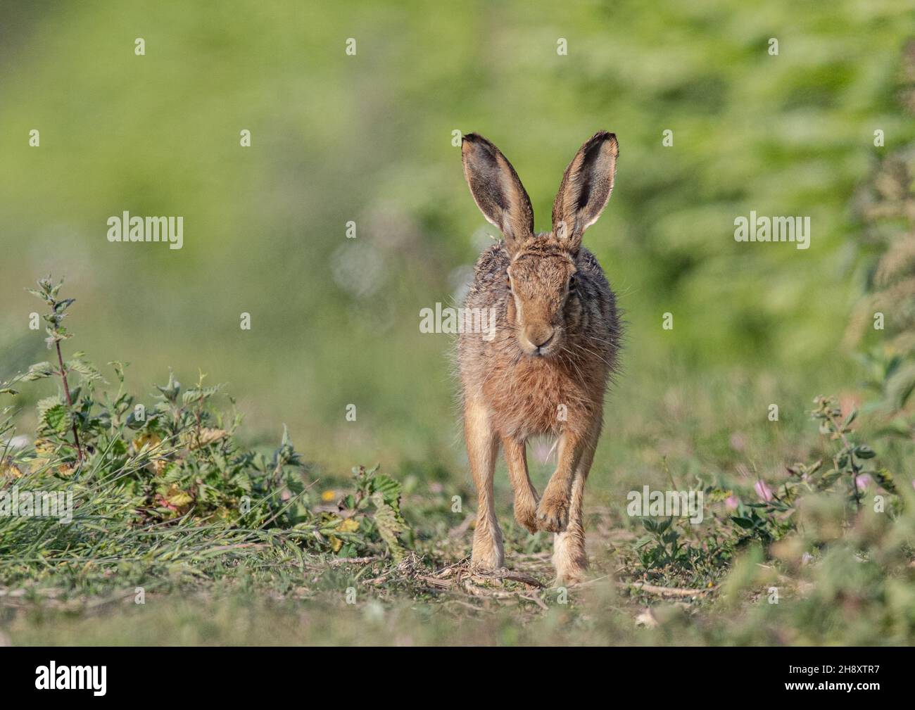 A close up of a wild Brown Hare  bounding with   paws outstretched  across the meadow towards the camera.  Suffolk, Uk Stock Photo