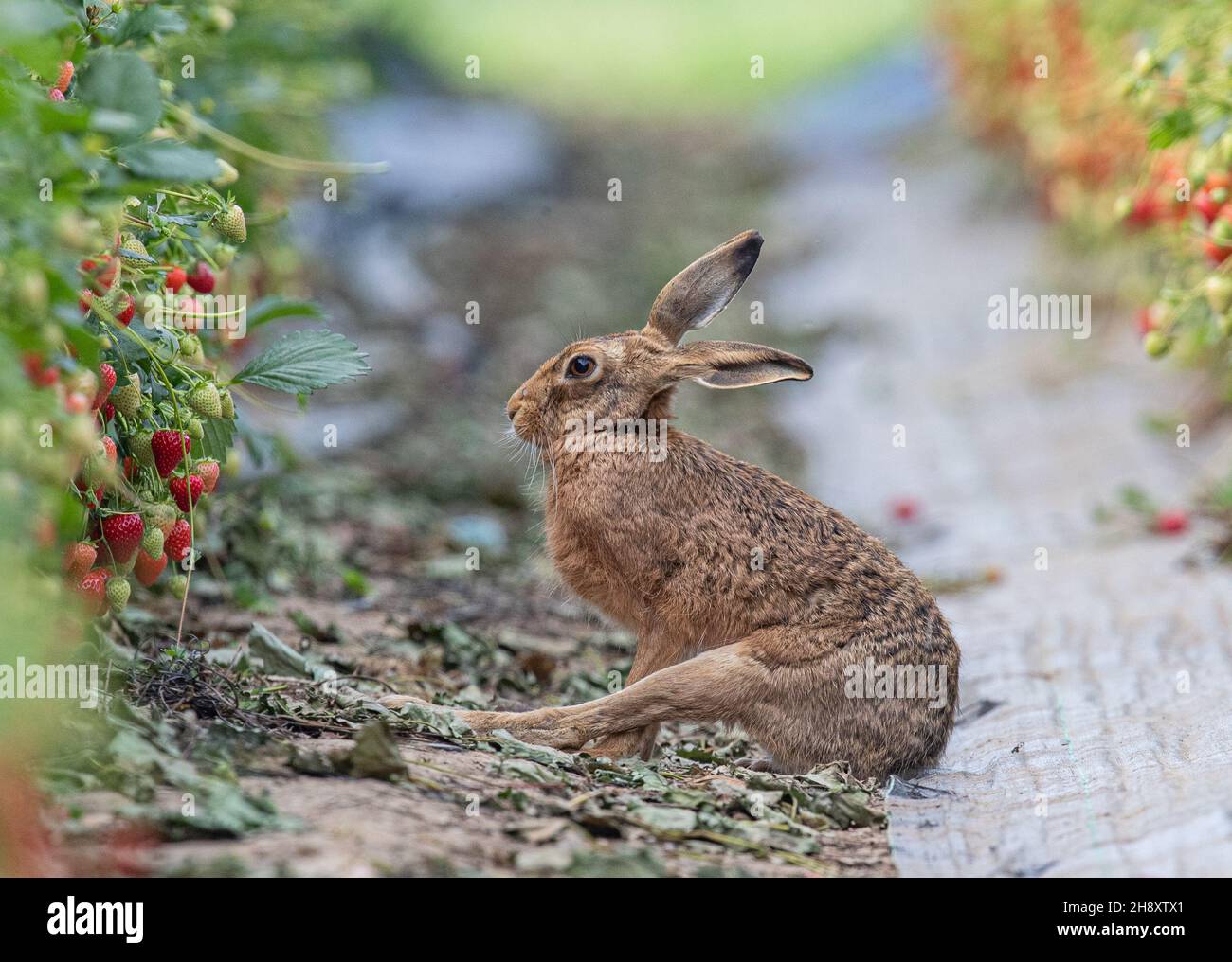 A  unique shot of  a wild Brown Hare doing a bit of yoga in the  farmers Strawberries . Wildlife and food production at its best. Suffolk, UK. Stock Photo