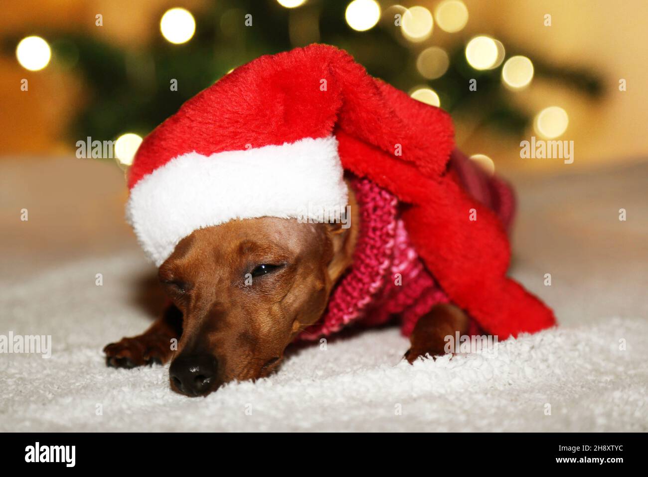 A little dog in a Santa hat sleeps on the background of a Christmas